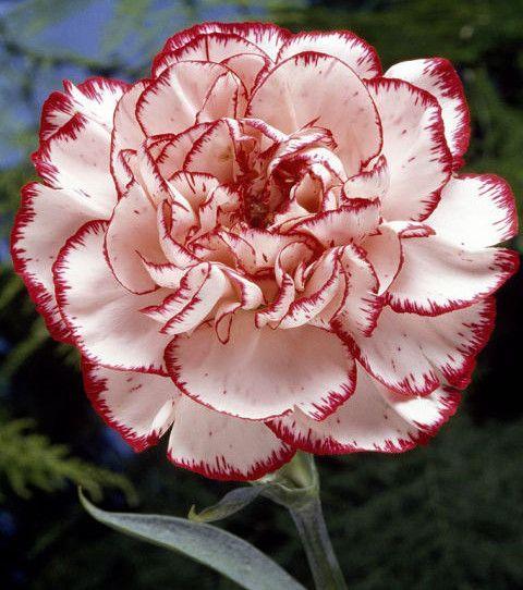 Twilight Whimsy Floral Tapestry